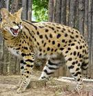 serval_cat/