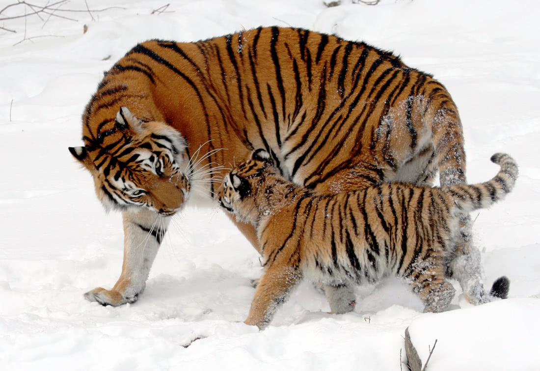 Amur tiger   Panthera tigris altaica