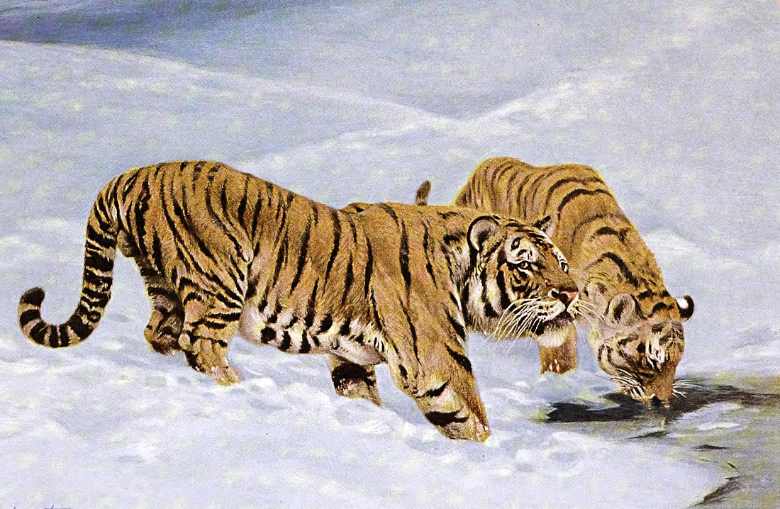 Siberian Tiger painting