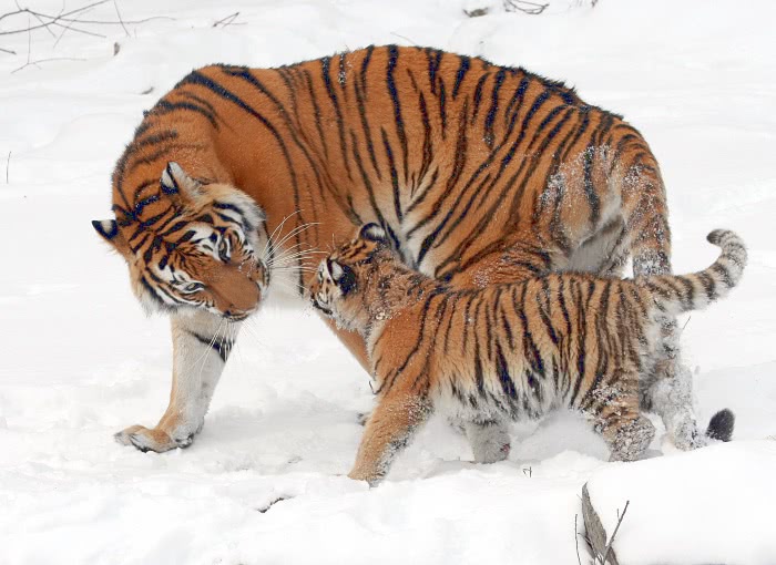 Siberian tigress w cub  Panthera tigris altaica