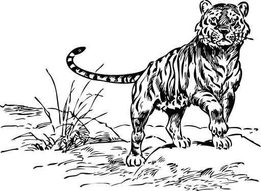 tiger walking sketch