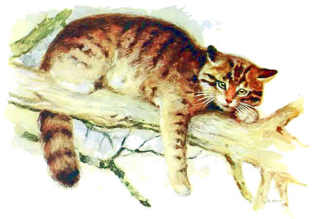 European wildcat  Felis silvestris