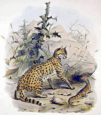 Indian wildcat  Felis ornata