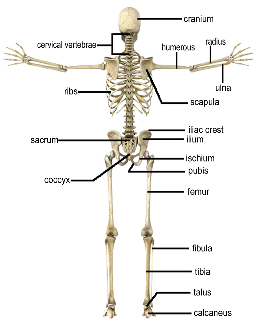 skeleton bones rear - /medical/anatomy/bones/skeleton ...
