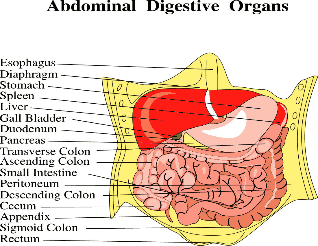 Human Anatomy Abdominal Cavity Diagram