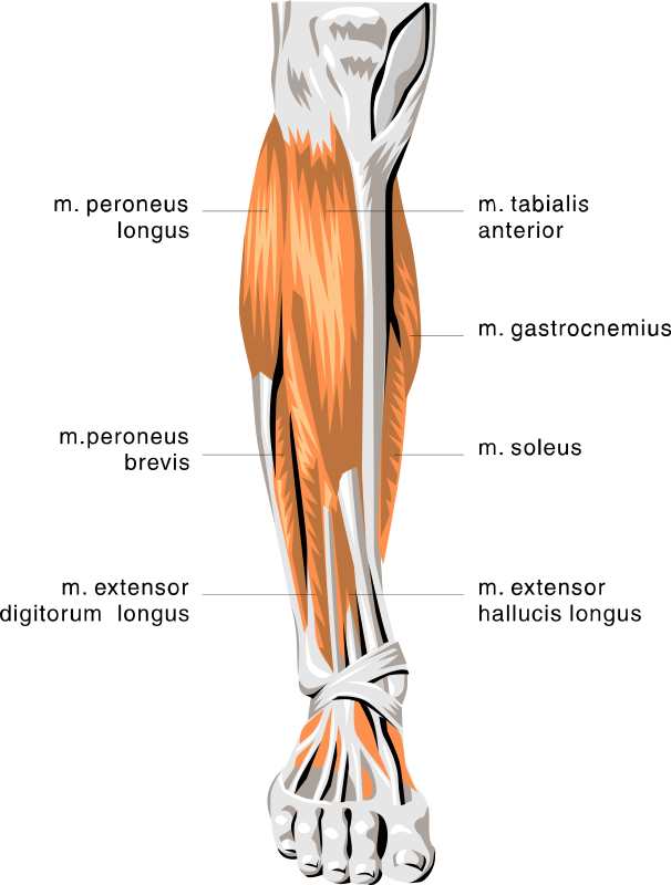 anatomy lower leg muscles