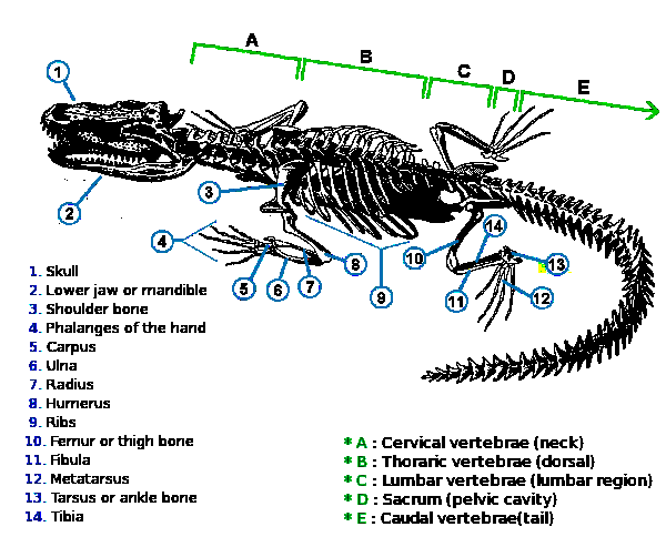 Скелет крокодила строение. Строение конечностей крокодила. Строение скелета крокодила схема. Строение конечностей у крокодилов.