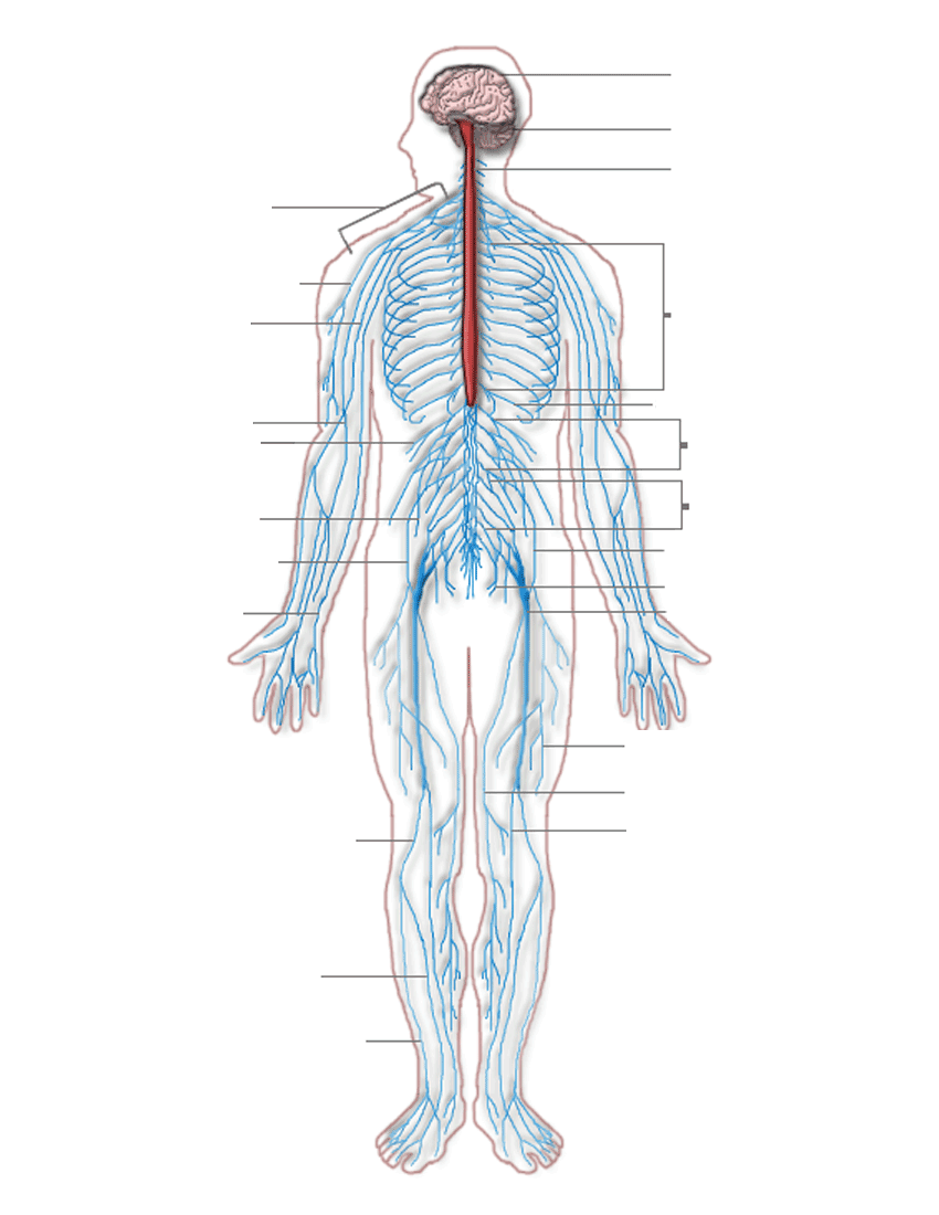 Nervous system diagram blank - /medical/anatomy/nervous ... fox nervous system diagram 