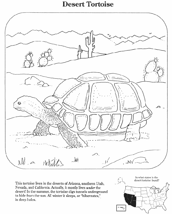 Desert Tortoise - /education/coloring_pages/endangered ...