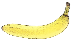 wpclipart banana
