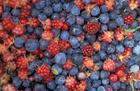 berries/
