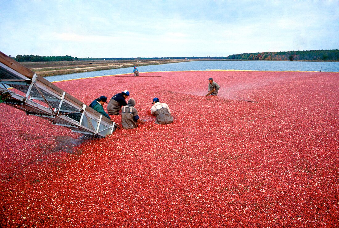 cranberry harvest NJ