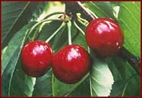 cherries 5