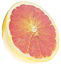 pink grapefruit half