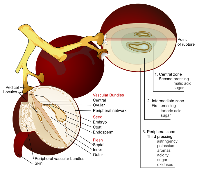 Wine grape diagram