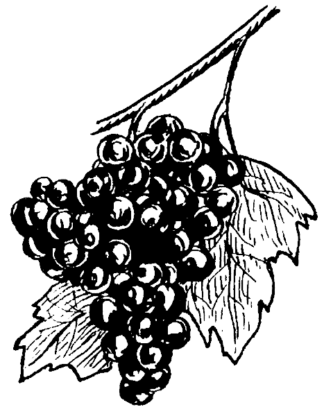 grapes BW