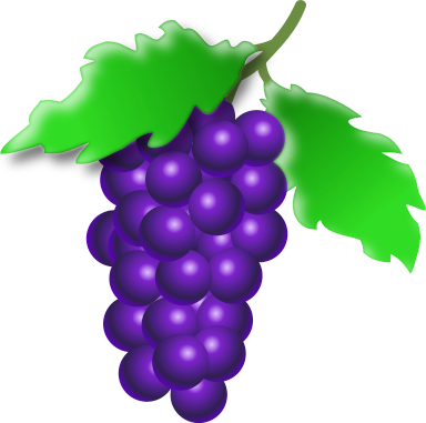 grapes on vine 1