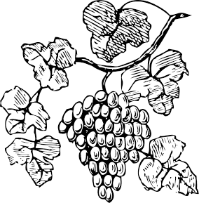 grapes on vine BW