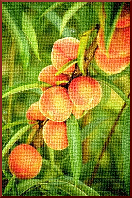peach on canvas