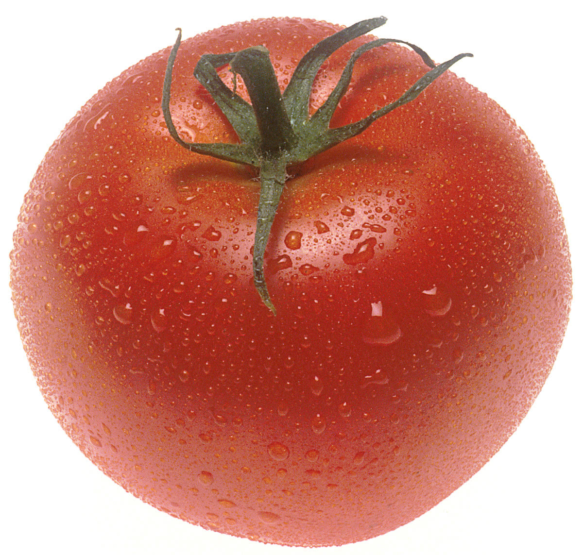 tomato ripe large