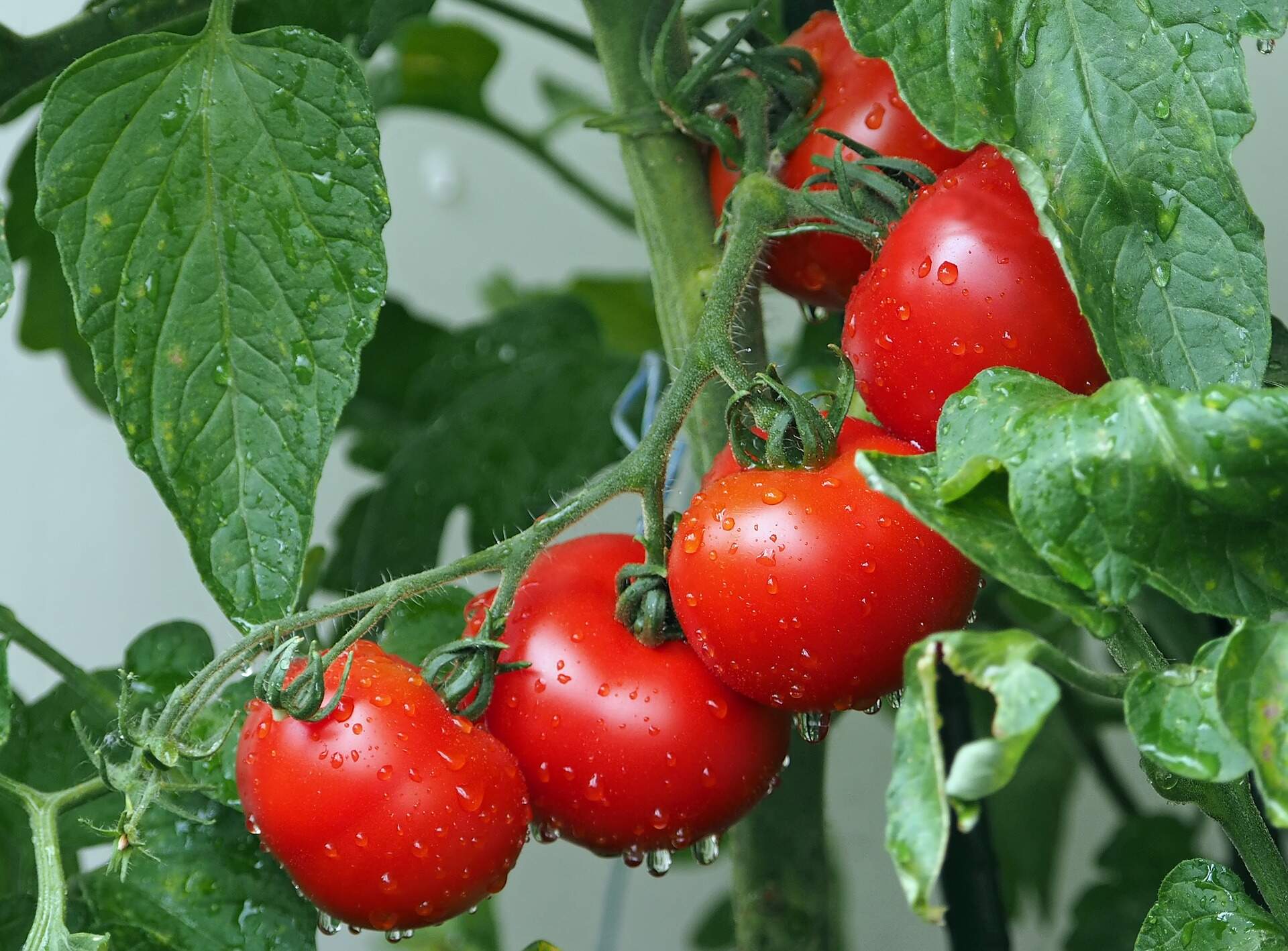 tomatoes-photo