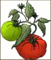 tomatoes 1