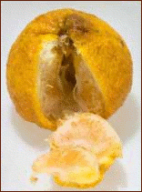 ugli fruit