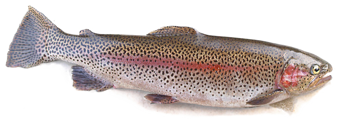 rainbow trout 20140321