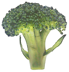 broccoli colorful