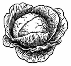 cabbage/