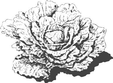 Dutch cabbage