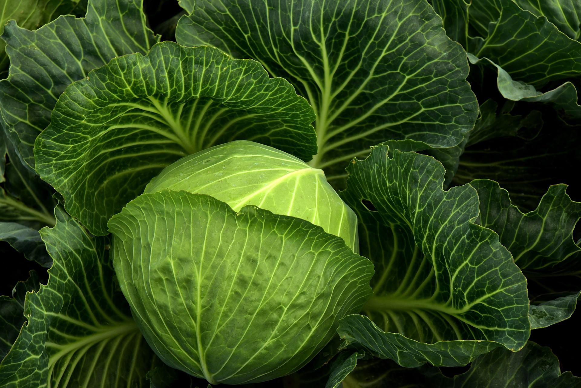 cabbage-photo