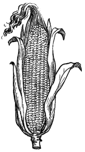Corn on cob BW