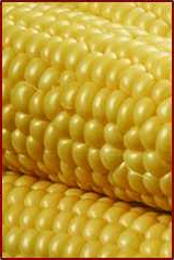 corn 2