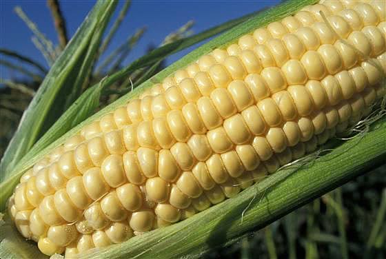 corn ear USDA
