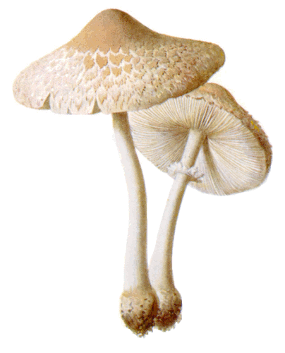 mushrooms Macrolepiota excoriata