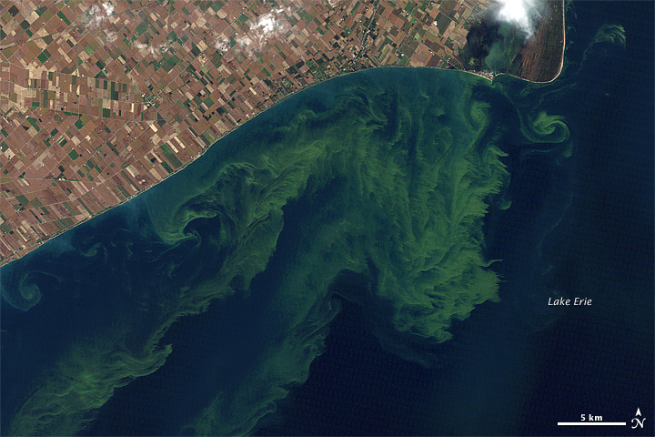 Lake Erie toxic algae 2011