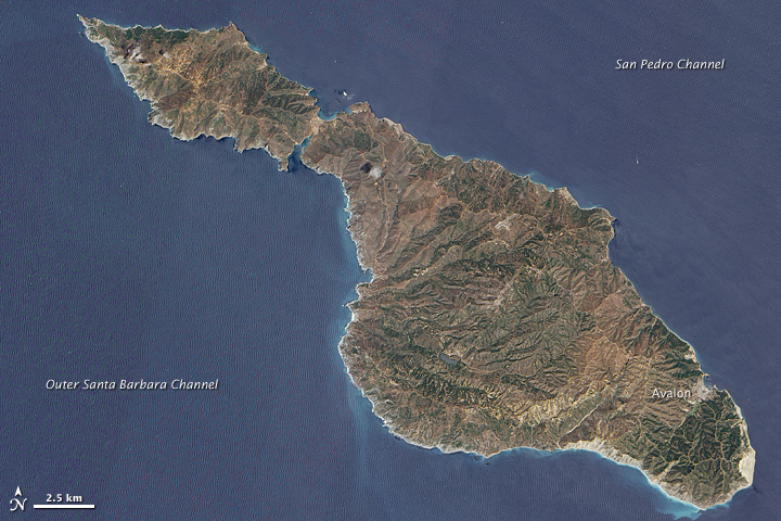 Santa Catalina Island  California