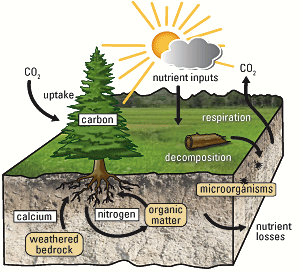 carbon and nutrient cycle USGS