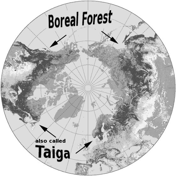 Boreal Forest  aka Taiga