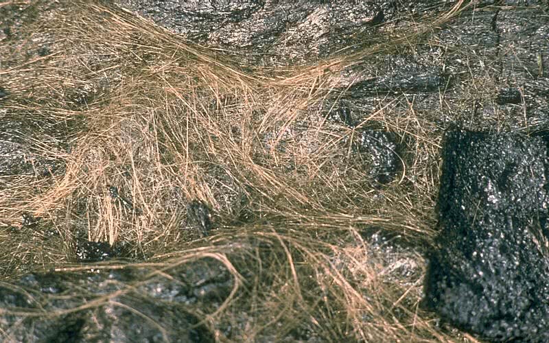 Peles hair USGS