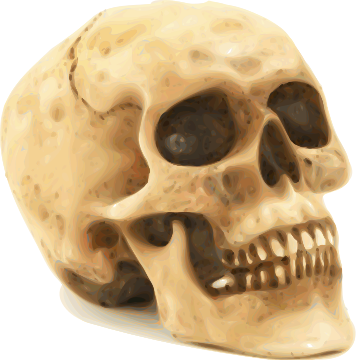 skull 2
