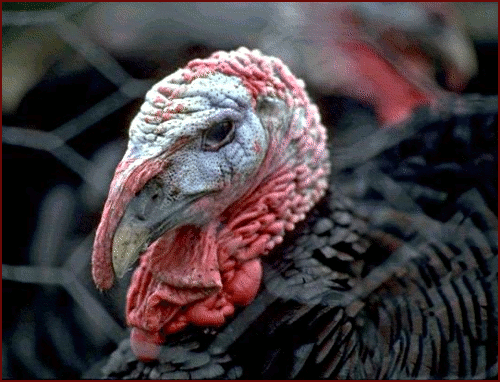 closeup turkey