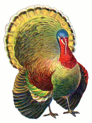 turkey 6