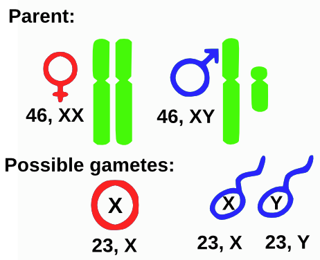 XY-Chromosome