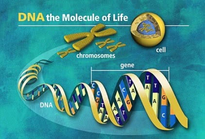 dna molecule of life