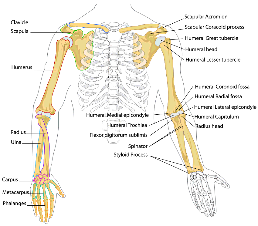 Human arm bones diagram