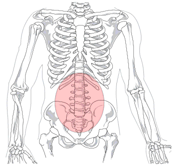 Lumbar region in human skeleton