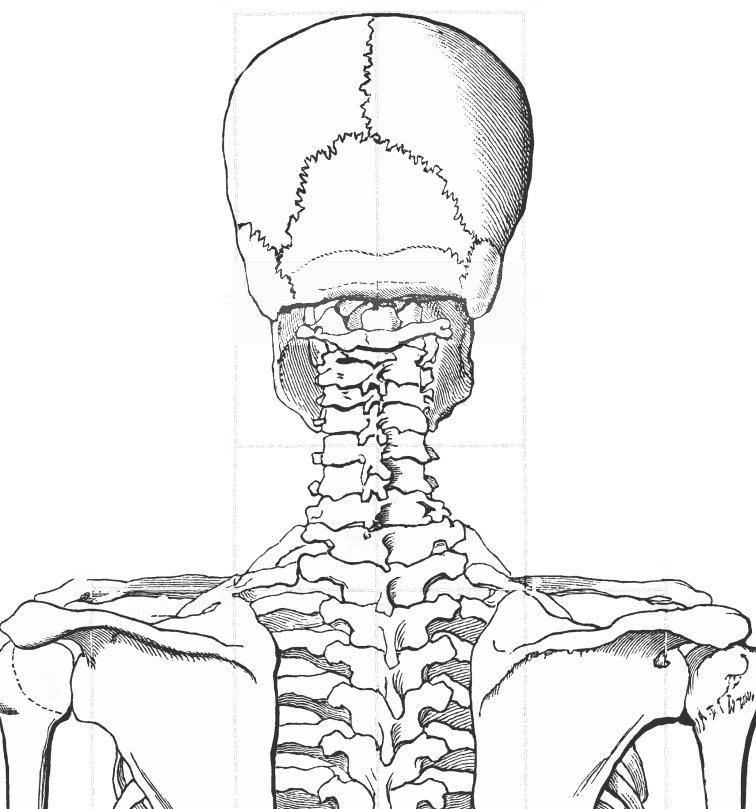 Occipital ridge