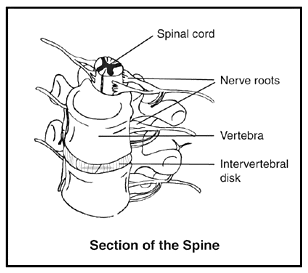 Spinal sections